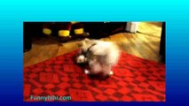 Funny Cat   Funny Dog   Funny Cats Videos   Funny Dog Videos   Funny Cats and Dogs