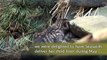 Scottish Wildcat Kittens - Highland Wildlife Park - Love Your Wildlife Park