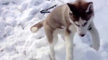 Siberian Husky puppy playing in snow