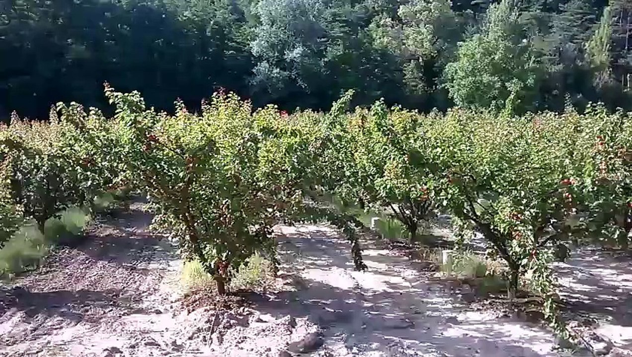 Chant de cigales