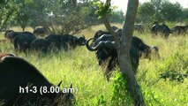 South Africa: the big five at Paul Kruger national park (HD-video).mp4