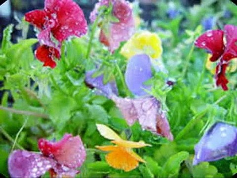 Dil me ishq e nabi naat by Muhammad Jawad Ahmad sial