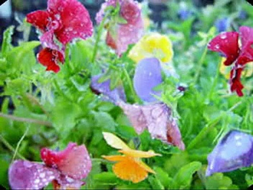 Dil me ishq e nabi  naat by Muhammad Jawad Ahmad sial