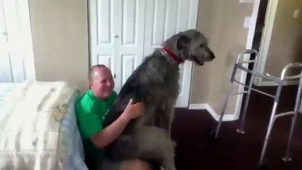 Irish Wolfhound Are Lap Dogs Too!