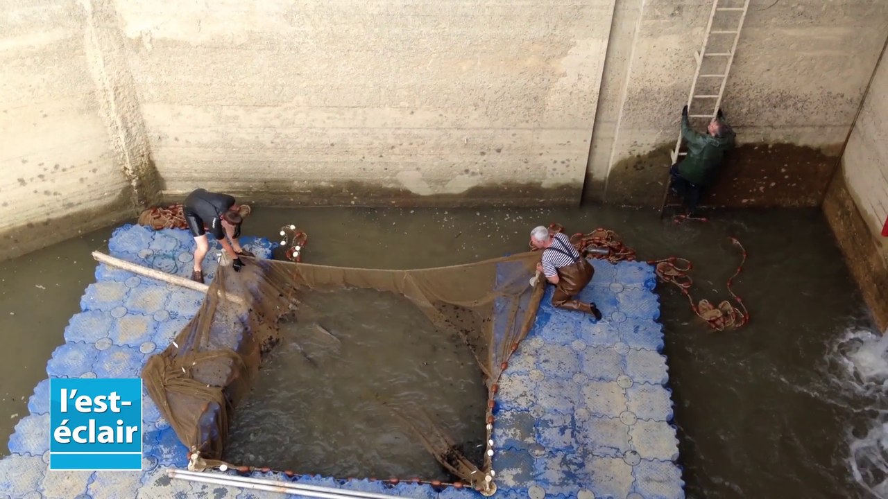Pêche de sauvegarde au canal d'amenée Seine