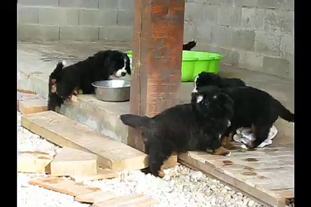 Portée Miss x Blackfoot  7 semaines