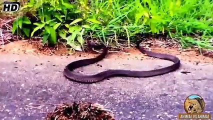 BOOMLANG SNAKE VS CHAMELEON - Animal vs Animal