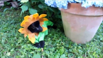 volga zap 001 (27/6/2015)