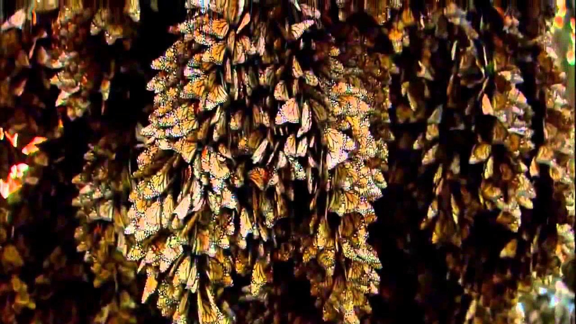 ⁣Animal Planet 2015 Discovery Channel Wildlife Animals Jaguar Documentary 720 HD