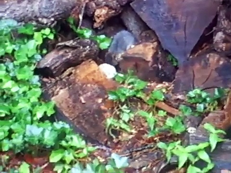 Fox cub eating in the wood pile