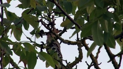 Hoopoe Calling
