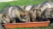 Cuccioli di lupo cecoslovacco prima pappa
