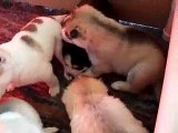 Siberian Husky Puppies Playing at 3 weeks old