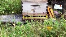 Anatomic Pollen Trap Collecting Bee Pollen