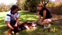 Stretching Your Dog - Video 1: Hip and Thigh Stretches for your Dog