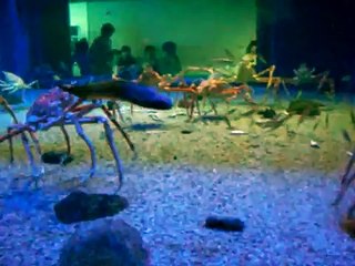 En el acuario de Osaka - Cangrejos