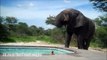 Elephant Just Wants To Drink Some Water | Funny VIDEO! :-D| GGL
