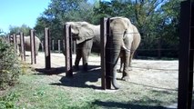 African Elephants (Kansas City Zoo)