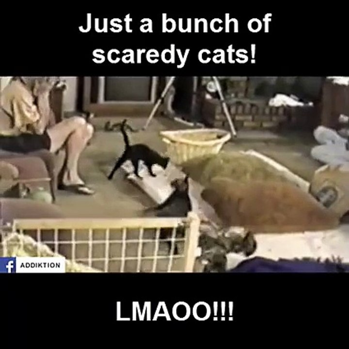 Funny Scary Cats Pranks