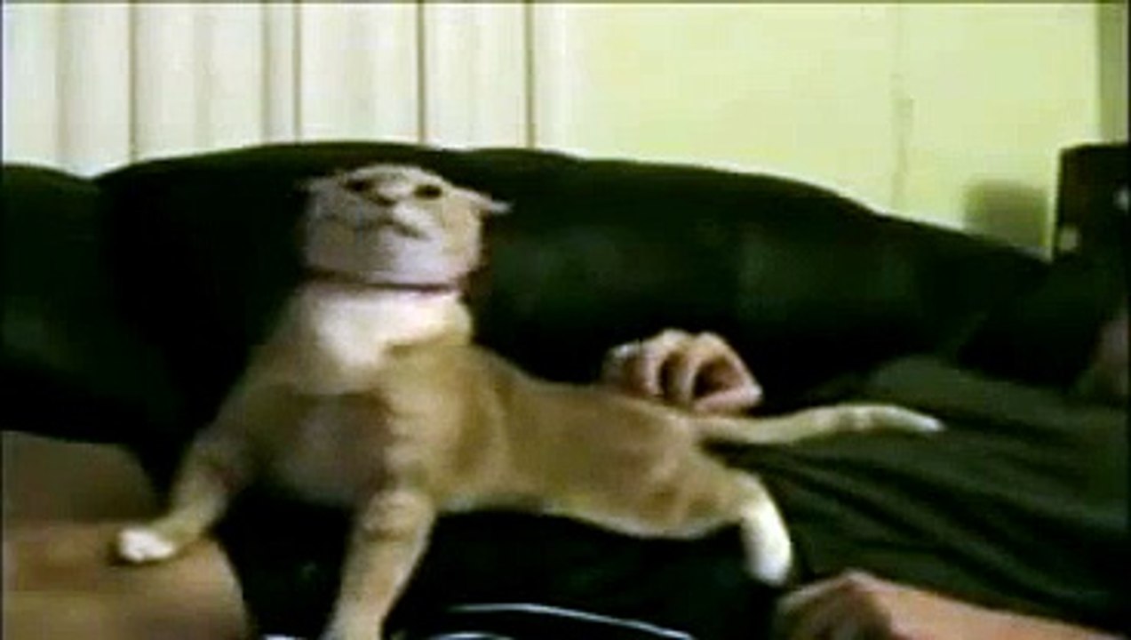 gatto tenore