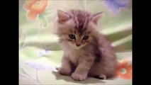 Funny Cats Videos   Cat Compilation Funny Cat Videos   Funny Animals  Funny Animal Videos 001