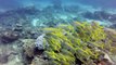 Sodwana Bay - South Africa amazing diving on 2 mile reef with GoPro