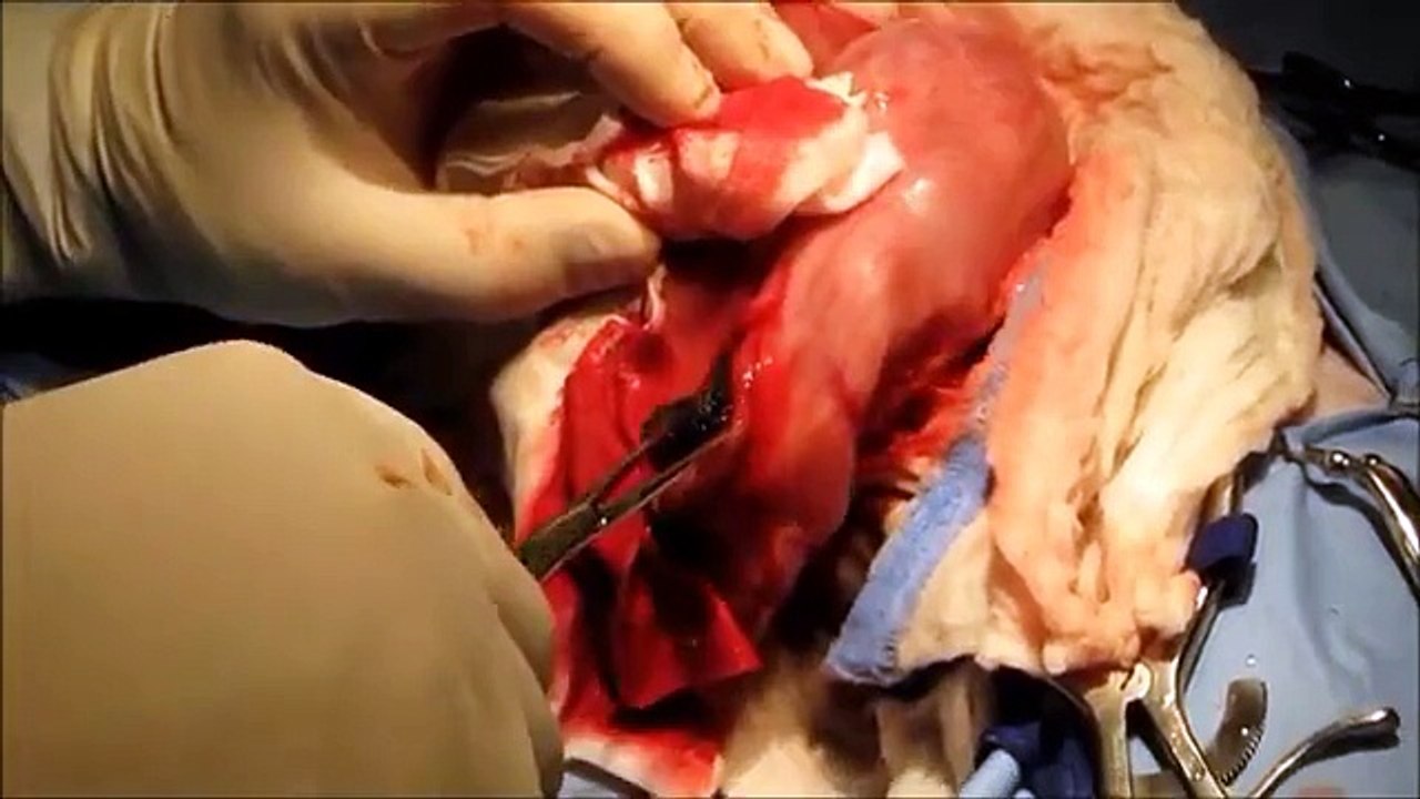 Exploratory Laparotomy on a Shih-Tzu