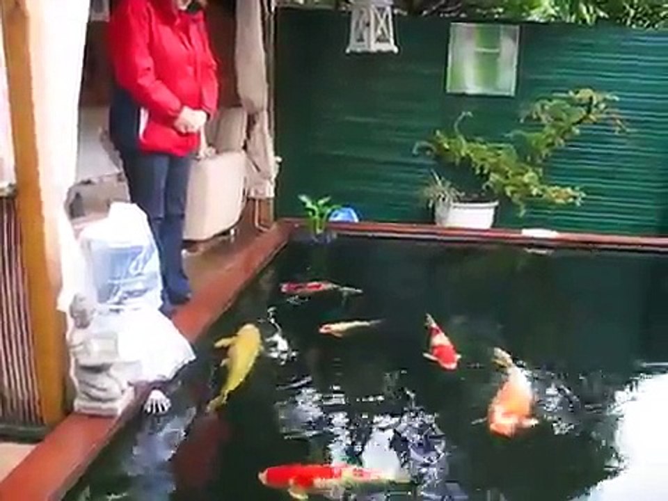 denny&monique   KOI      vijver