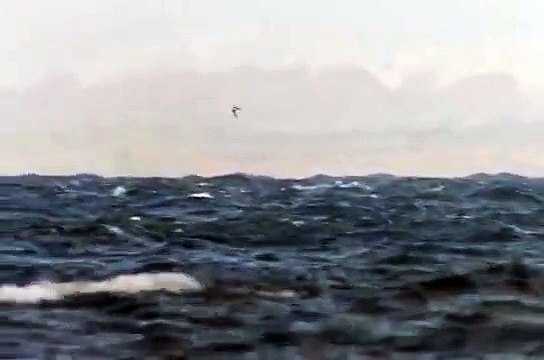 Larus sabini @ Båstads hamn, Sweden Sep 24th 2009