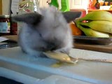 Baby Bunny Eating Baby Bananas!!!