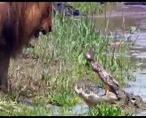 León intimida a un Cocodrilo con su Rugido