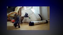 Funny Cats spy thriller. Mission Impossible