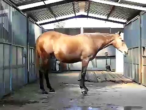 YEGUA Aá DE 5 AÑOS PREÑADA