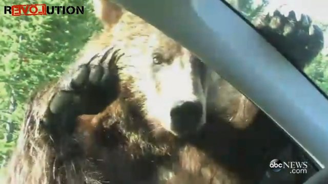 Grizzly Bear Gets Up Close and Personal With Car in Montana - Amazing Video