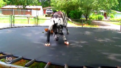 Ces animaux s'amusent comme des petits fous sur le trampoline !