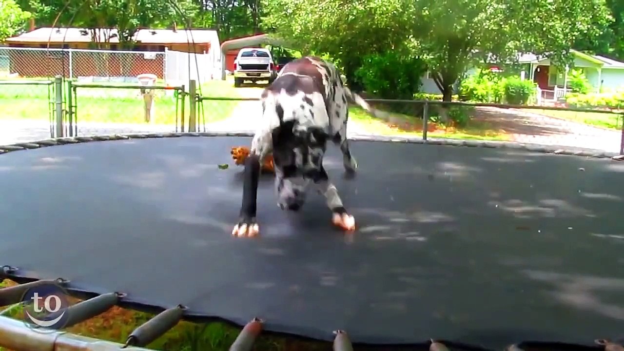 Ces animaux s'amusent comme des petits fous sur le trampoline !