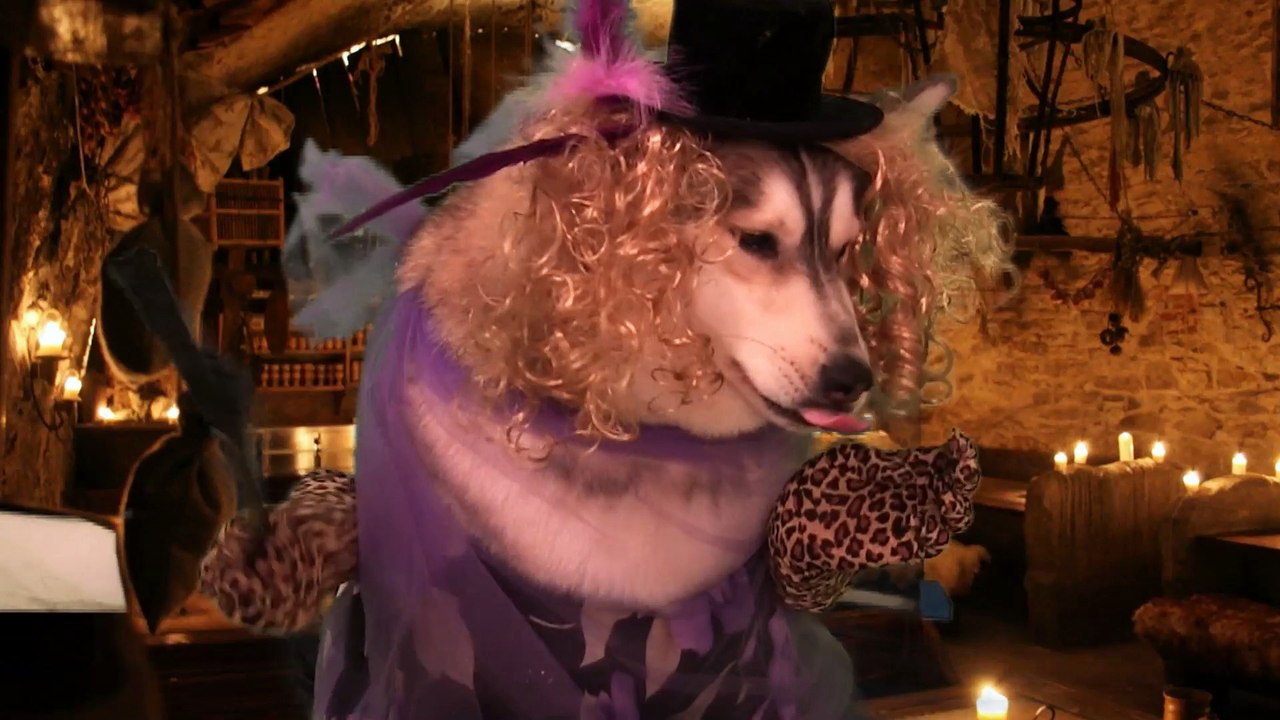 The Husky and the Harlot: A Pirate's Tail