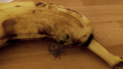 Spider bursts out of a Banana