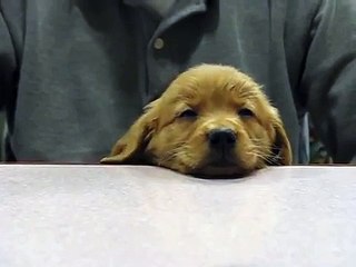 Baily falling asleep