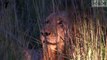 3 Majestic Male Lions Roar: Hear The Power