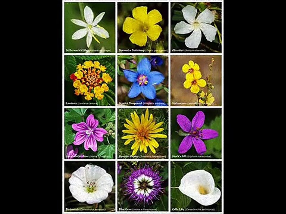 Khalid Asghar presents cheecheepia channel of Khalid Mahmood-Farida Khanum-Poet-Syed Aftab Ahmad