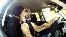 話題の「運転するイヌ」の映像、パート2