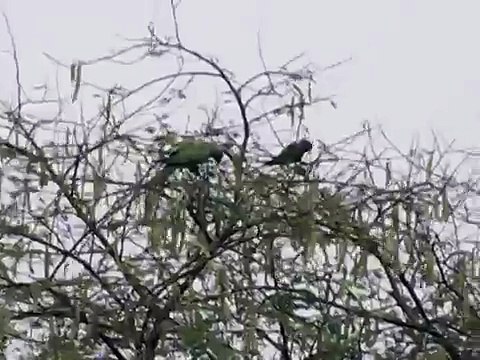 Indian Ringneck and Plum headed parakeet