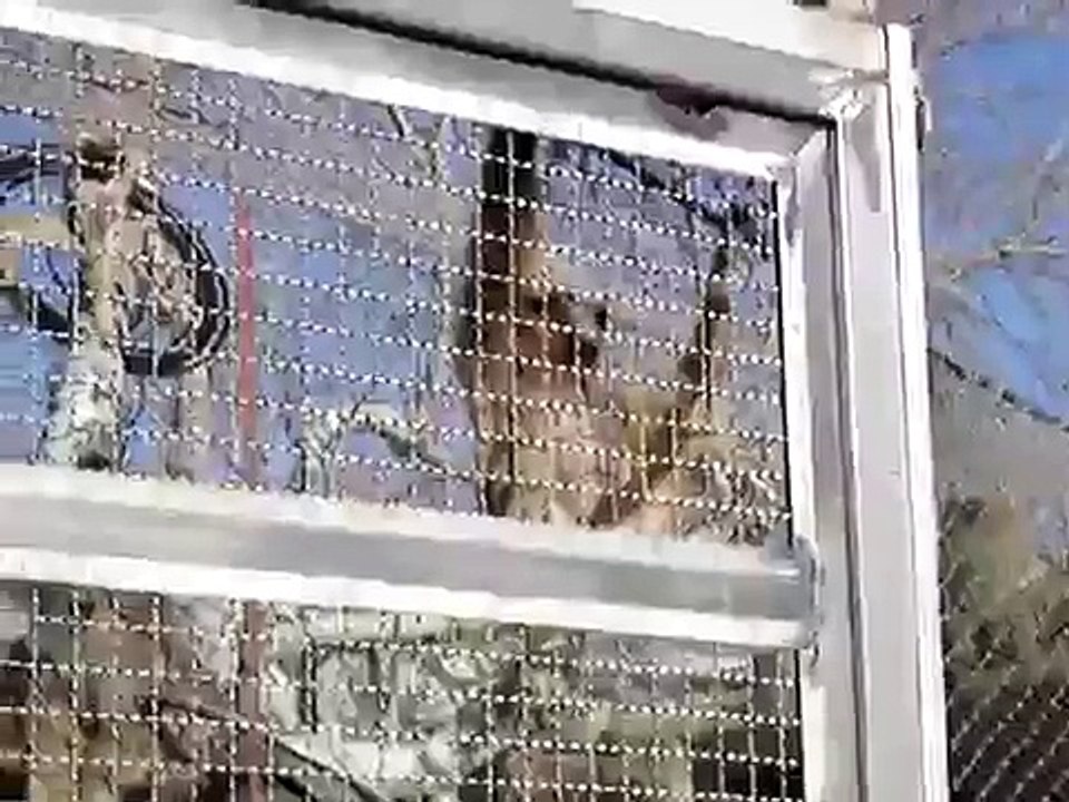 queixinhas do macaco