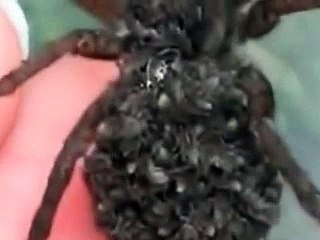 Araña con crias en el lomo