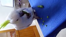 Funny Talking Cockatoo Eating Peas