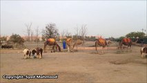 Dromedary Camels in Marrakech Morocco near Menara Gardens