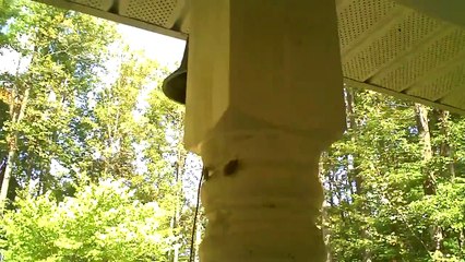 True Facts About the Brown Marmorated Stink Bug