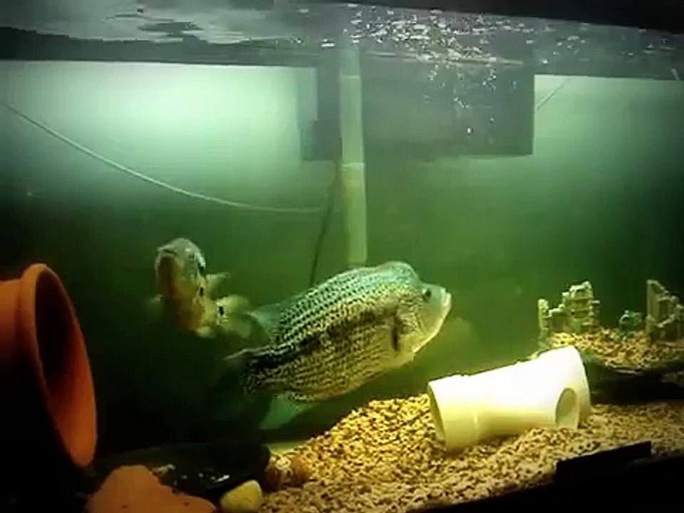 R.H.C Pair of Wolf cichlids the male Rampage has huge hump