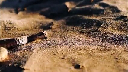 Boynuzlu Çöl Engereği